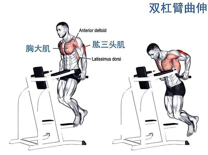 双杠锻炼身体方法_双杠锻炼上肢，屈臂撑练胸臂，注意安全