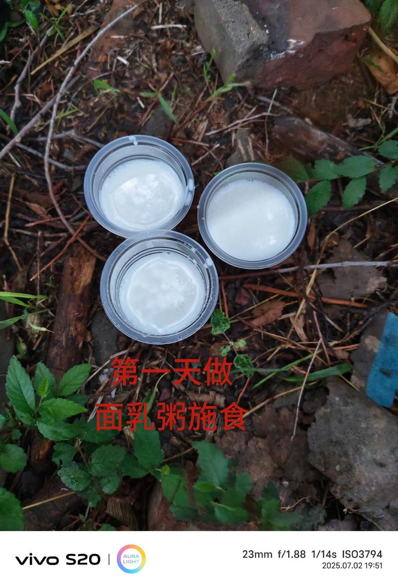 乳粥施食最简单三个步骤_纯净素食乳粥，煮粥施食，福报健康