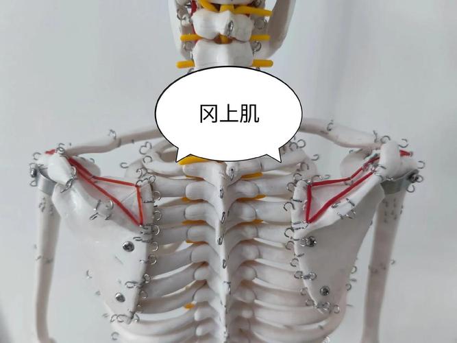 冈上肌训练10套最佳动作_冈上肌负担重惹肩痛？别怕，这样缓！