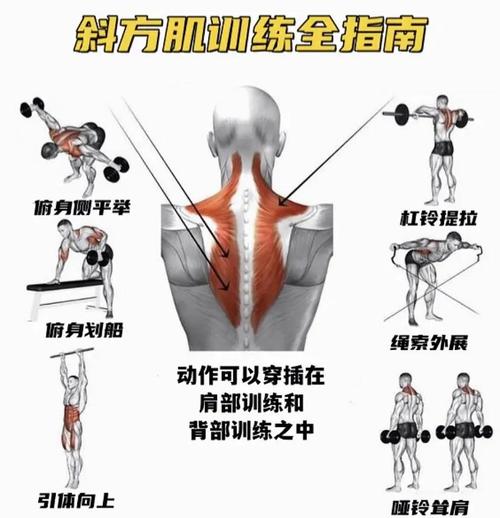 练斜方肌的10个动作_哑铃划船与拉伸