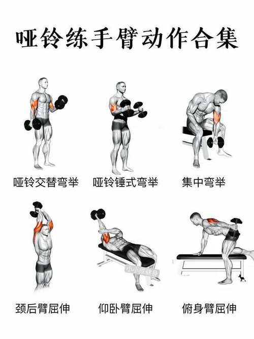 锤举哑铃练什么肌肉_锤举哑铃练手臂,肱二头肌前臂都练到! 锤举哑铃练什么肌肉_锤举哑铃练手臂,肱二头肌前臂都练到!
