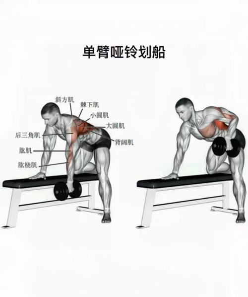 单臂哑铃划船正确姿势_单臂划船稳且重，双手更宽阔