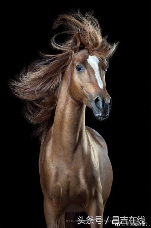 像马一样的发型是什么_古今不同，各有特色