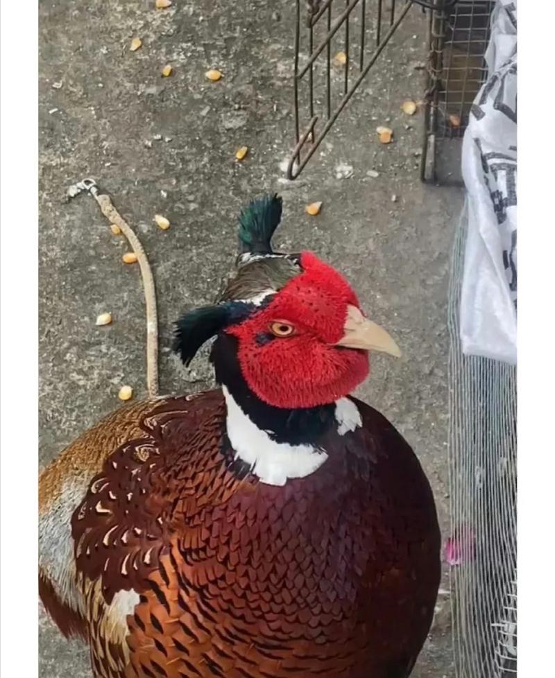 鸡马尾怎么扎_鸡窝头发型随性自然，秋冬造型推荐！