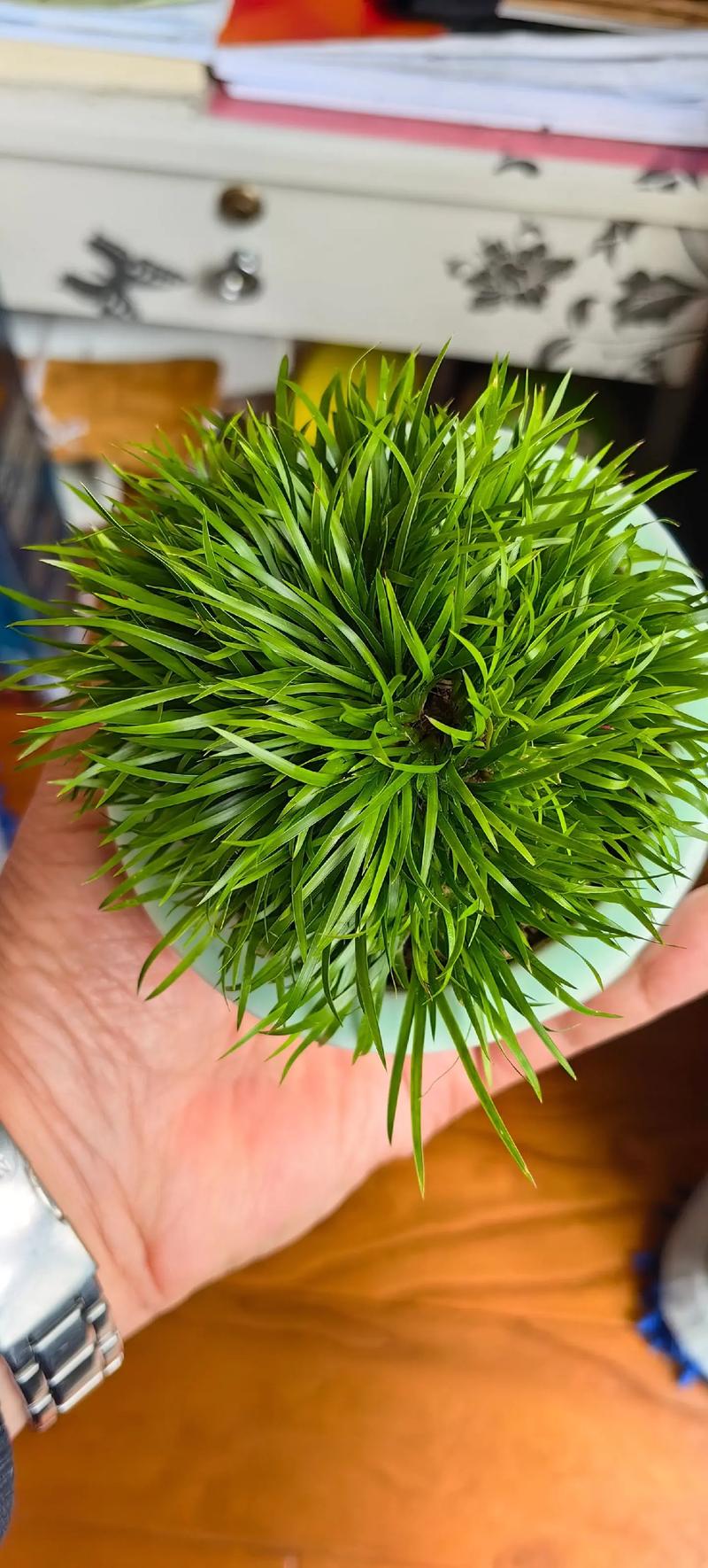 像头发一样的草_奇花异草真奇妙，自然之美令人叹