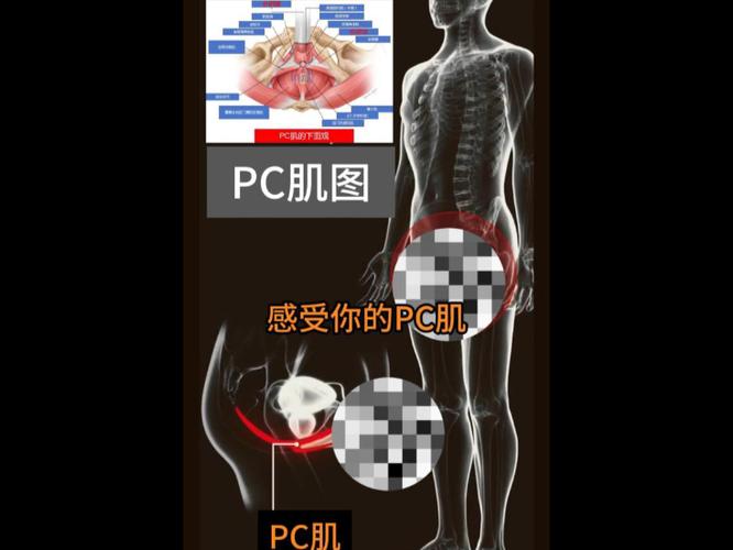 练了3年pc肌_PC肌锻炼好处多,男女皆宜注意方法 练了3年pc肌_PC肌锻炼好处多,男女皆宜注意方法