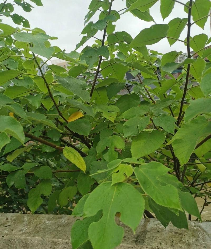 构树白汁祛斑正确使用方法_利水消肿,皮肤良方 构树白汁祛斑正确使用方法_利水消肿,皮肤良方