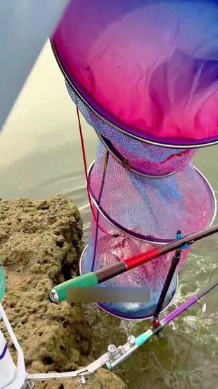 化氏246号鲫最经典搭配_钓鲫鱼经典饵料配方分享