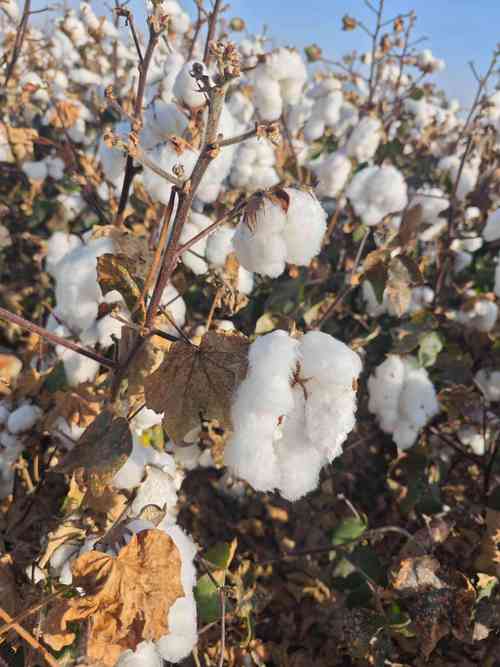 压扁的棉花怎么再蓬松起来_晒晒敲敲棉花就蓬松了 压扁的棉花怎么再蓬松起来_晒晒敲敲棉花就蓬松了