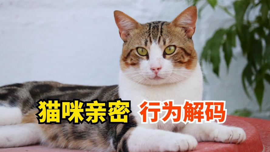 猫咪为什么会玩咬主人的头发_猫咪咬头发原因及应对方法 猫咪为什么会玩咬主人的头发_猫咪咬头发原因及应对方法