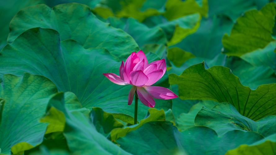 采莲女穿着绿色的裙子_绿裙采莲,人与自然和谐美 采莲女穿着绿色的裙子_绿裙采莲,人与自然和谐美