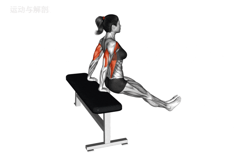 凳上臂屈伸正确姿势_练肱三头肌,手臂更壮 凳上臂屈伸正确姿势_练肱三头肌,手臂更壮