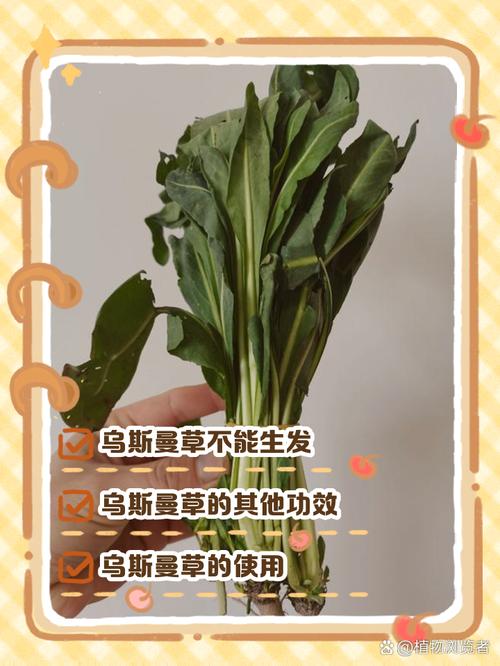 新疆奥斯曼草真的能长头发吗_奥斯曼草洗头能生发吗？