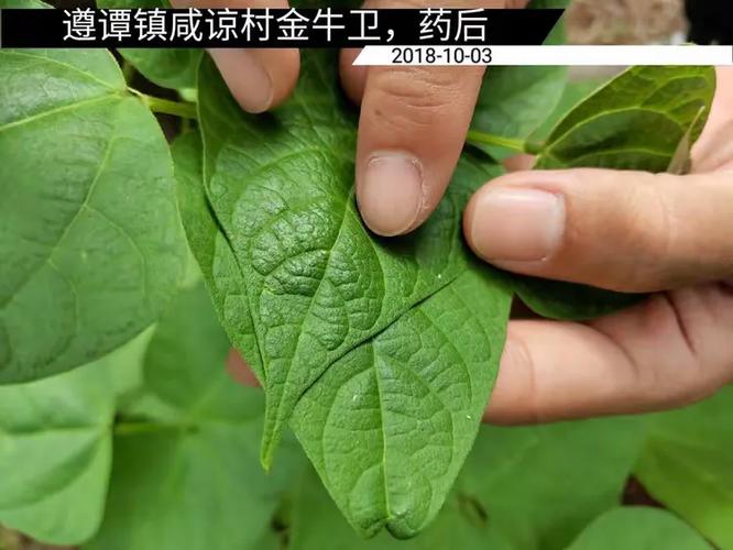 卫福种衣剂使用方法_衣物防蛀好帮手,延长寿命保清洁 卫福种衣剂使用方法_衣物防蛀好帮手,延长寿命保清洁