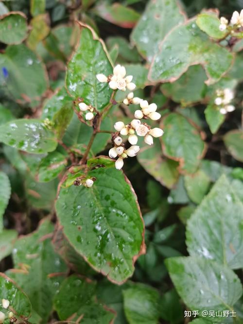 火炭母洗头发可以黑发吗_火炭母煮水洗头,或助白发变黑 火炭母洗头发可以黑发吗_火炭母煮水洗头,或助白发变黑