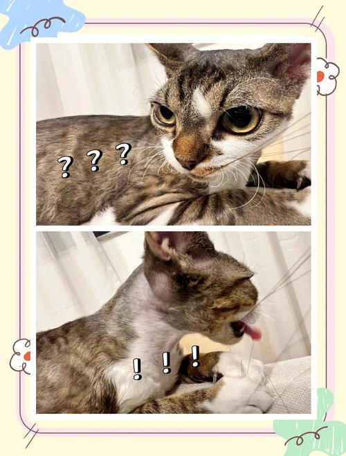 猫为什么突然咬我头发_猫咪咬头发怎么办？好奇或亲密？