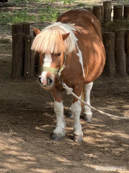 属马适合什么发型_红黄紫绿选对色，自信优雅显运势！