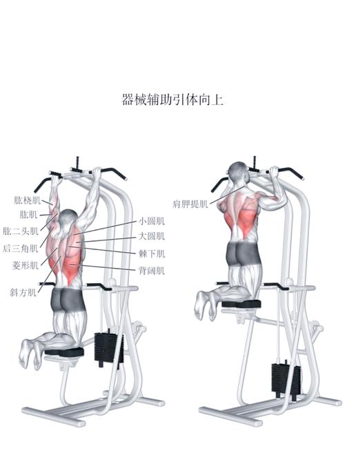 额俯身前平举距练什么肌肉_练好虎头肌，肩膀宽又稳