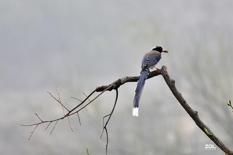 红嘴灰色深吸是什么鸟_灰身红嘴，公园常见