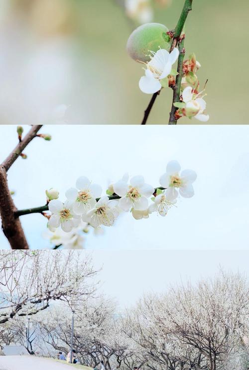白梅花和什么搭配最好_白梅花搭配好处多，压力大体弱者宜用