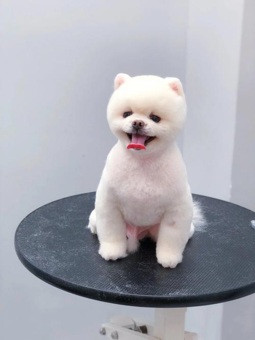 博美剪什么发型好看_泰迪熊公主裙,选对适合你家! 博美剪什么发型好看_泰迪熊公主裙,选对适合你家!