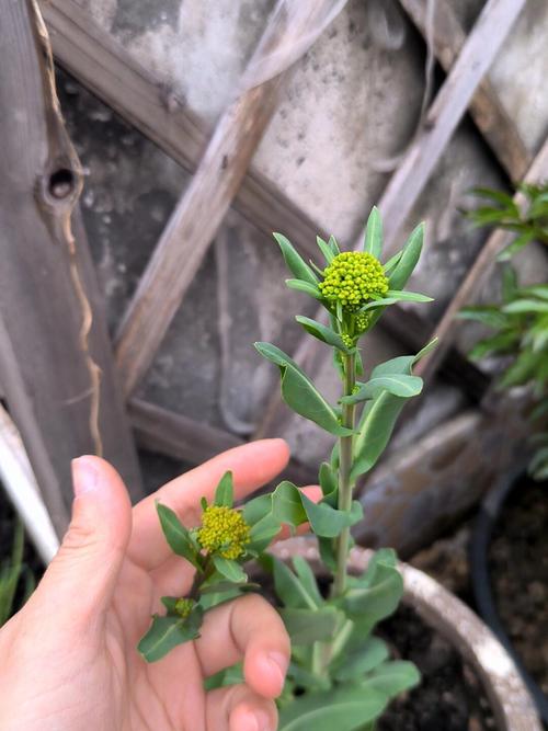 吾斯曼草真的能长头发吗知乎_欧洲菘蓝生发，需按摩，效果因人而异