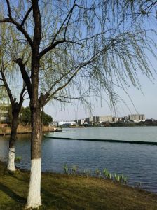 柳树的头发是什么_优雅柔韧，承载离别与希望