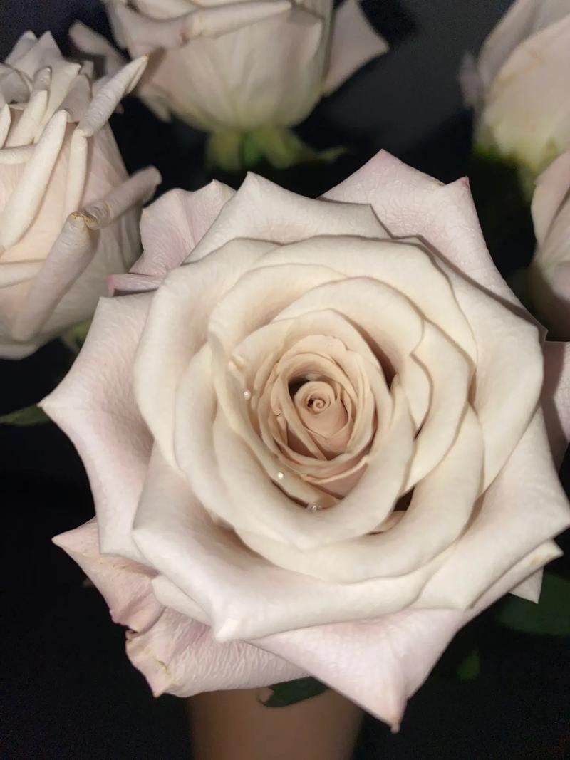 白里透紫是什么颜色_寒凝血瘀信号 白里透紫是什么颜色_寒凝血瘀信号